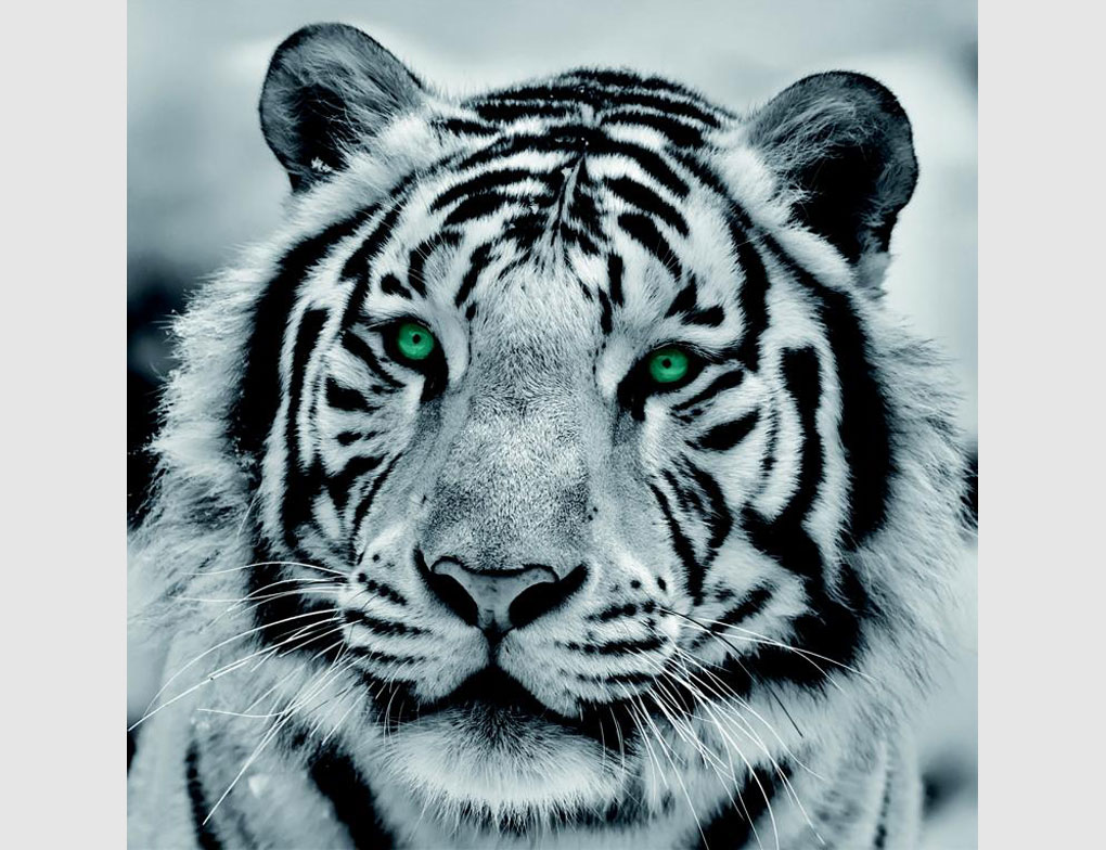 Bild Tiger Schwarz Weiß mit grünen Augen