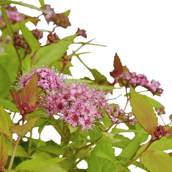 Spierstrauch, Spiraea japonica »Magic Carpet«, Blätter: grün/gelb, Blüten: rosa/pink