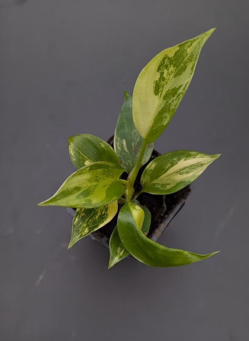 Philodendron Florida Beauty Variegated