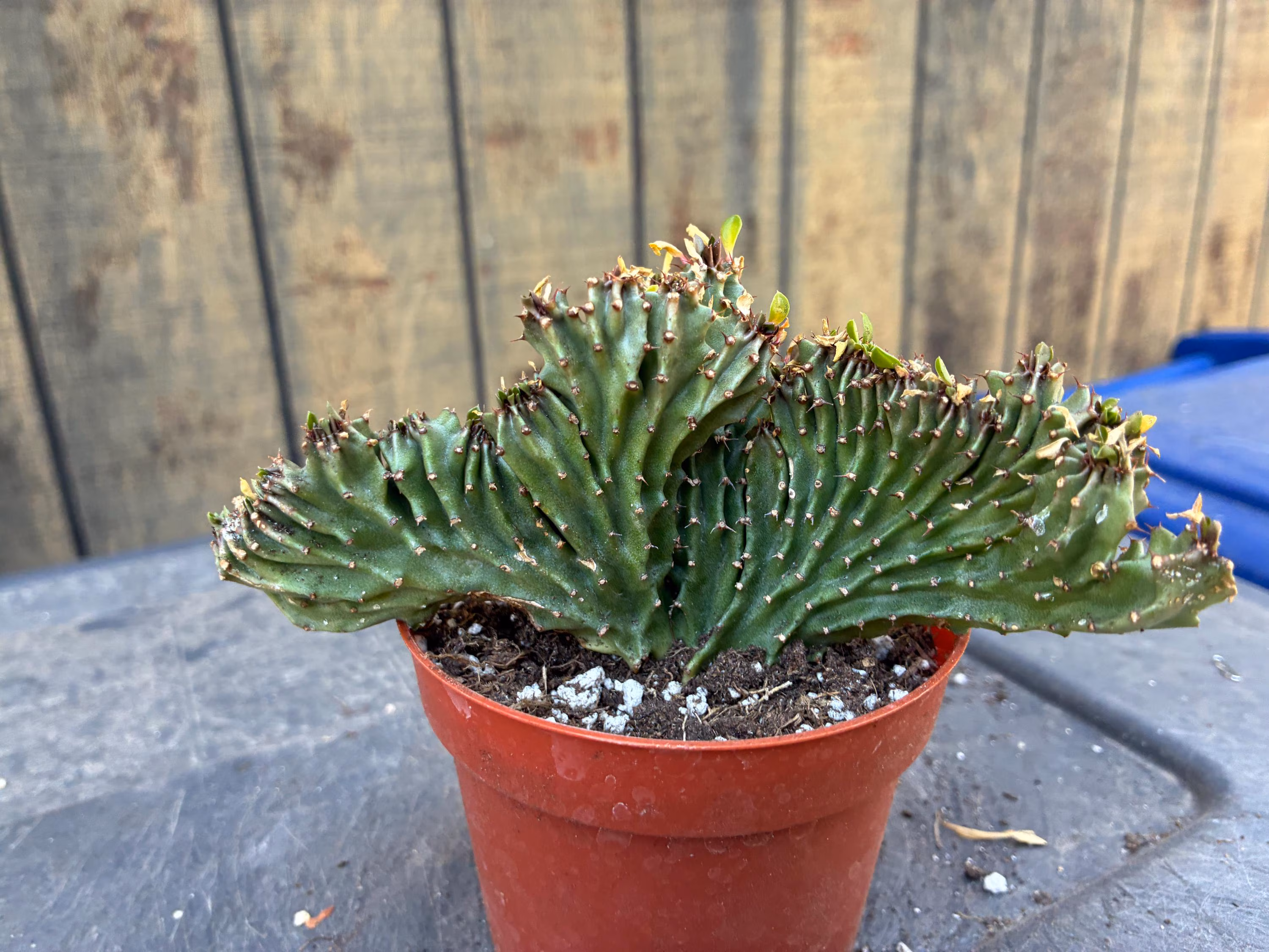 Exact Ammak Cristata Euphorbia Plant, (Crested African Candelabra), Fully Rooted, 1, Each Listing Different