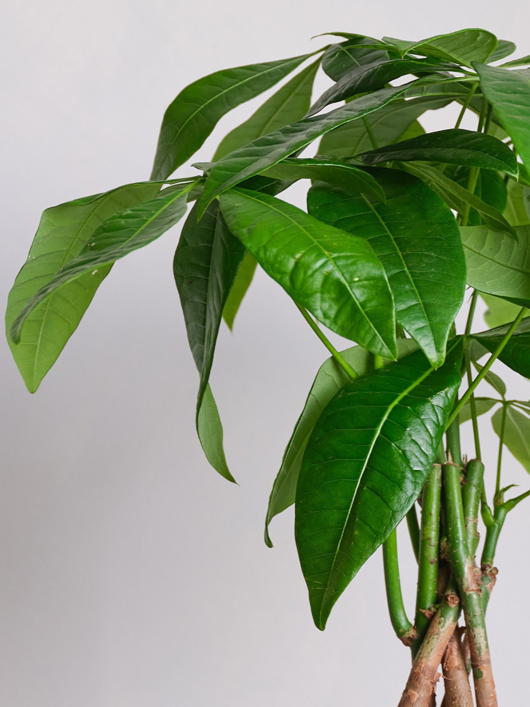 Beards & Daisies White Real Money Tree in Ribbed Pot