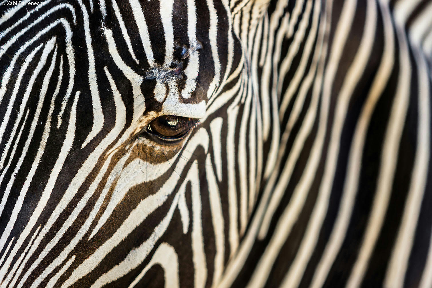 - Tableau zèbre imprimé sur toile 45x30cm