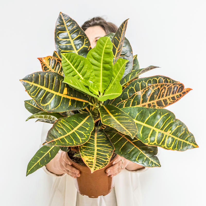 - Croton Petra sans cache-pot D17