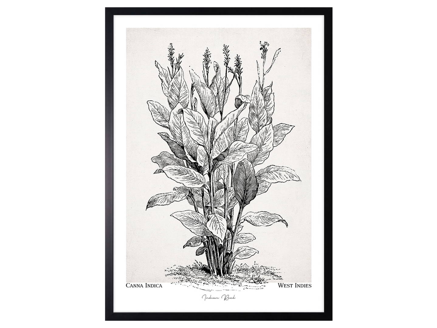 Obraz w ramie Canna Indica Plant 53x73 cm