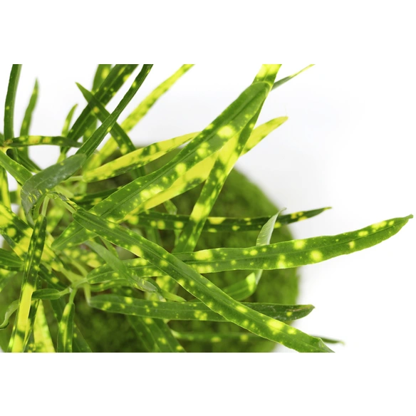 Kibonu Wunderstrauch, Codiaem Sunny »Codiaeum Sunny«