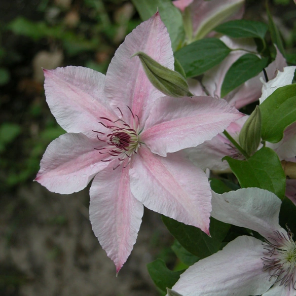 Waldrebe, Clematis »Pink Fantasy«, Blüte: rosa/pink
