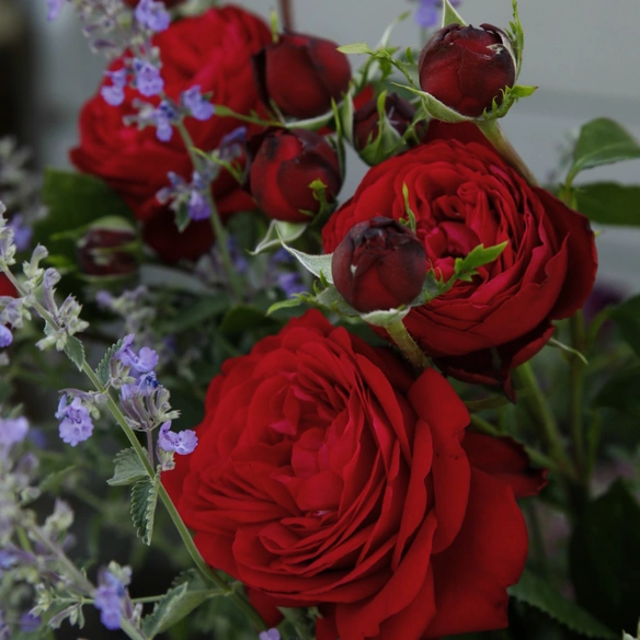 Edelrose, Rosa »Tiamo®«, Blüte: rot, gefüllt
