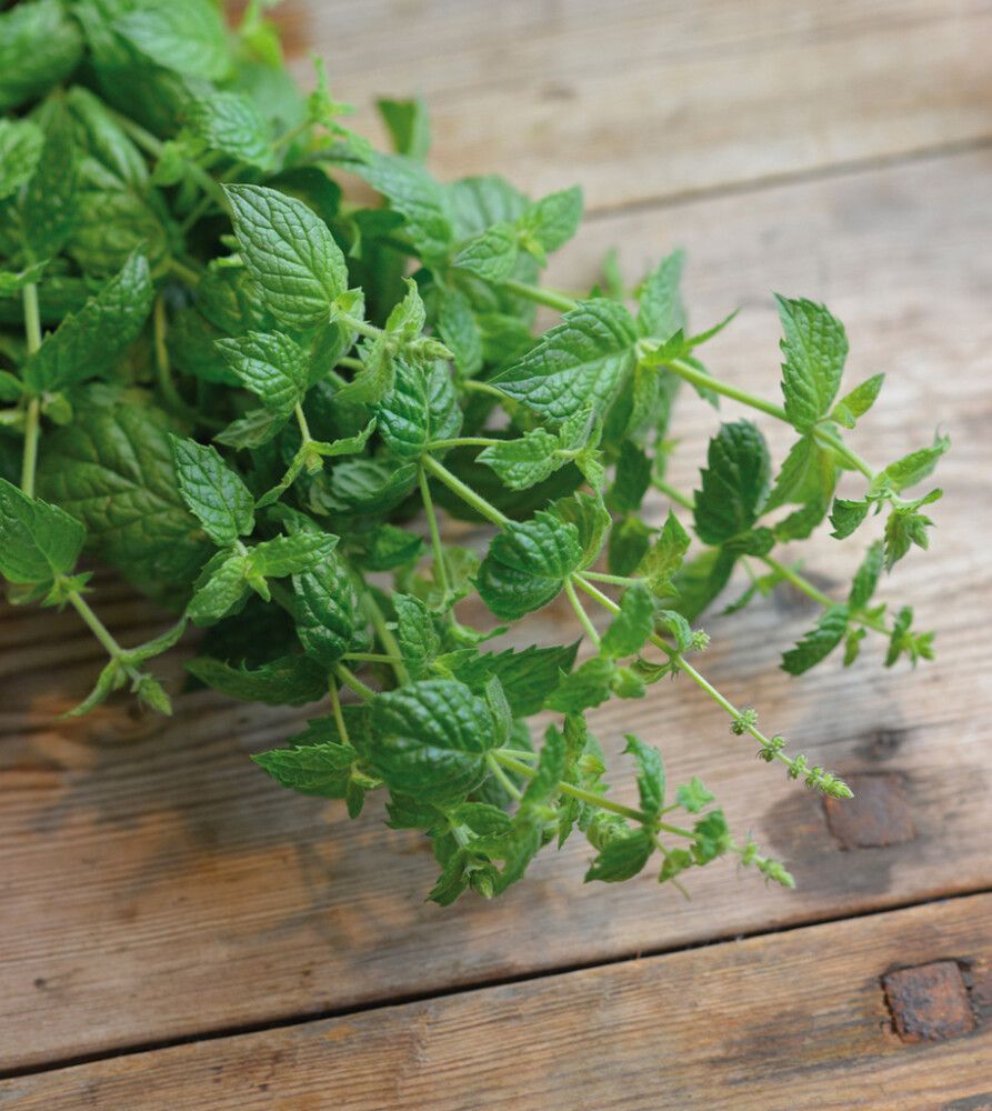 KRYDDERURTER NELSON GARDEN PEPPERMYNTE MULTIMENTHA