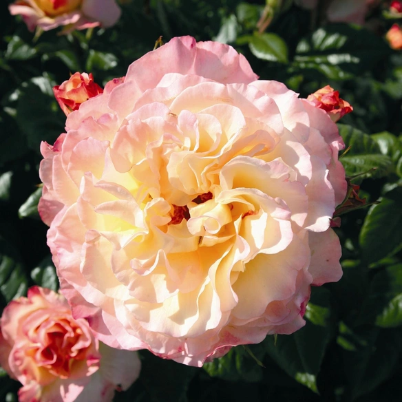 Rose, Rosa x hybrida »Aquarell«, Blüte: mehrfarbig, gefüllt