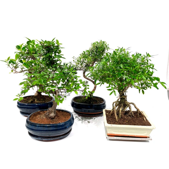 Bonsai