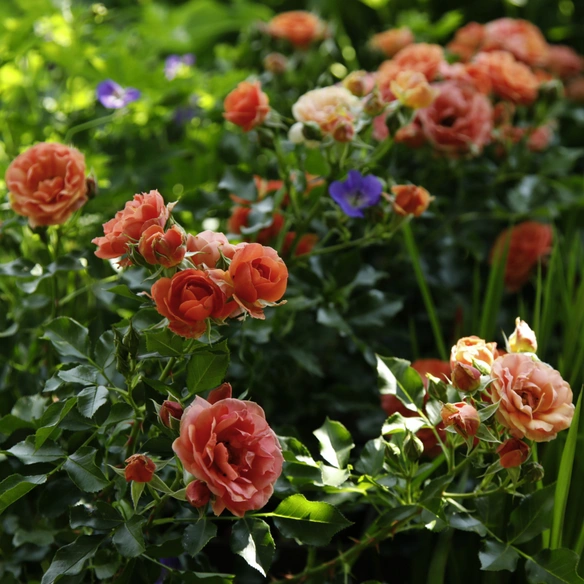 Rose »Mandarin«