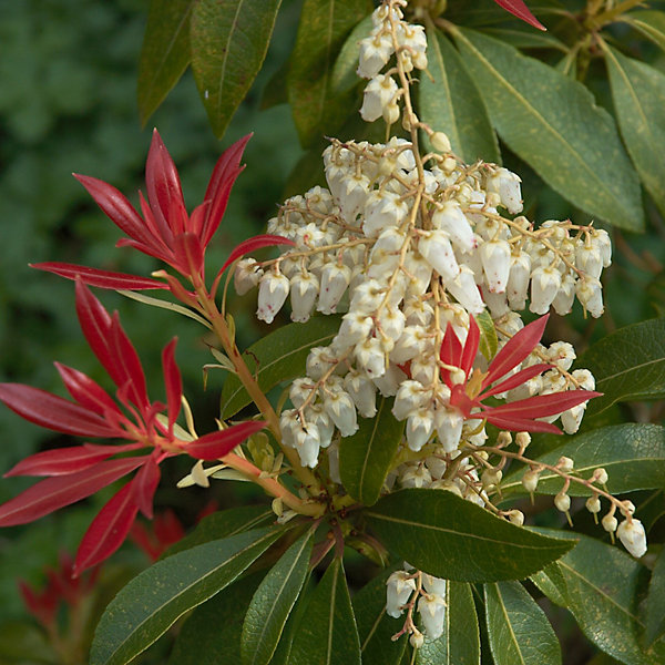 2 x Andromède 'Forest Flame' - Pieris 'Forest Flame'- 20-30 cm pot