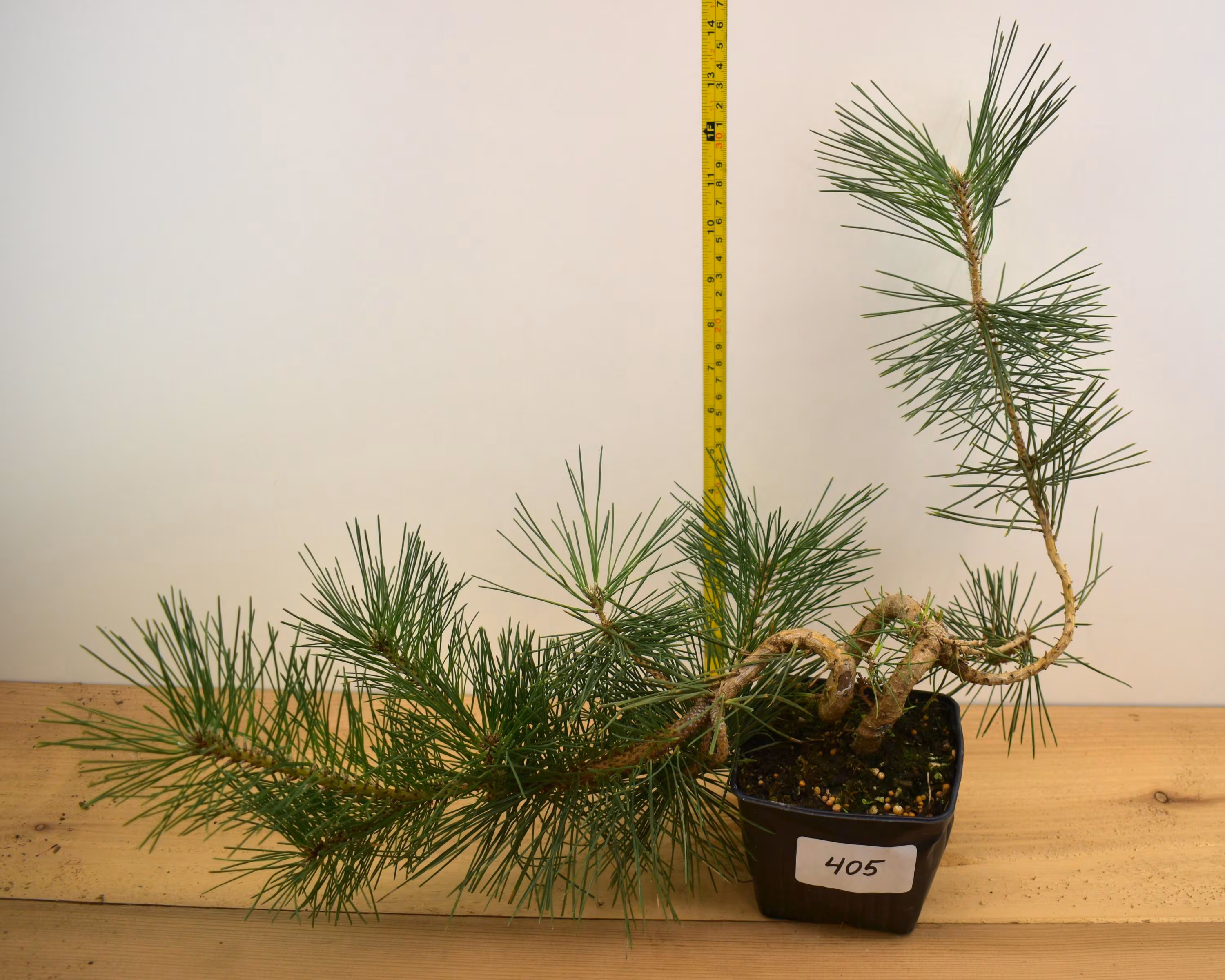Japanese Black Pine 4 Year Old Trees - Pre Bonsai - Pick the exact tree you want!