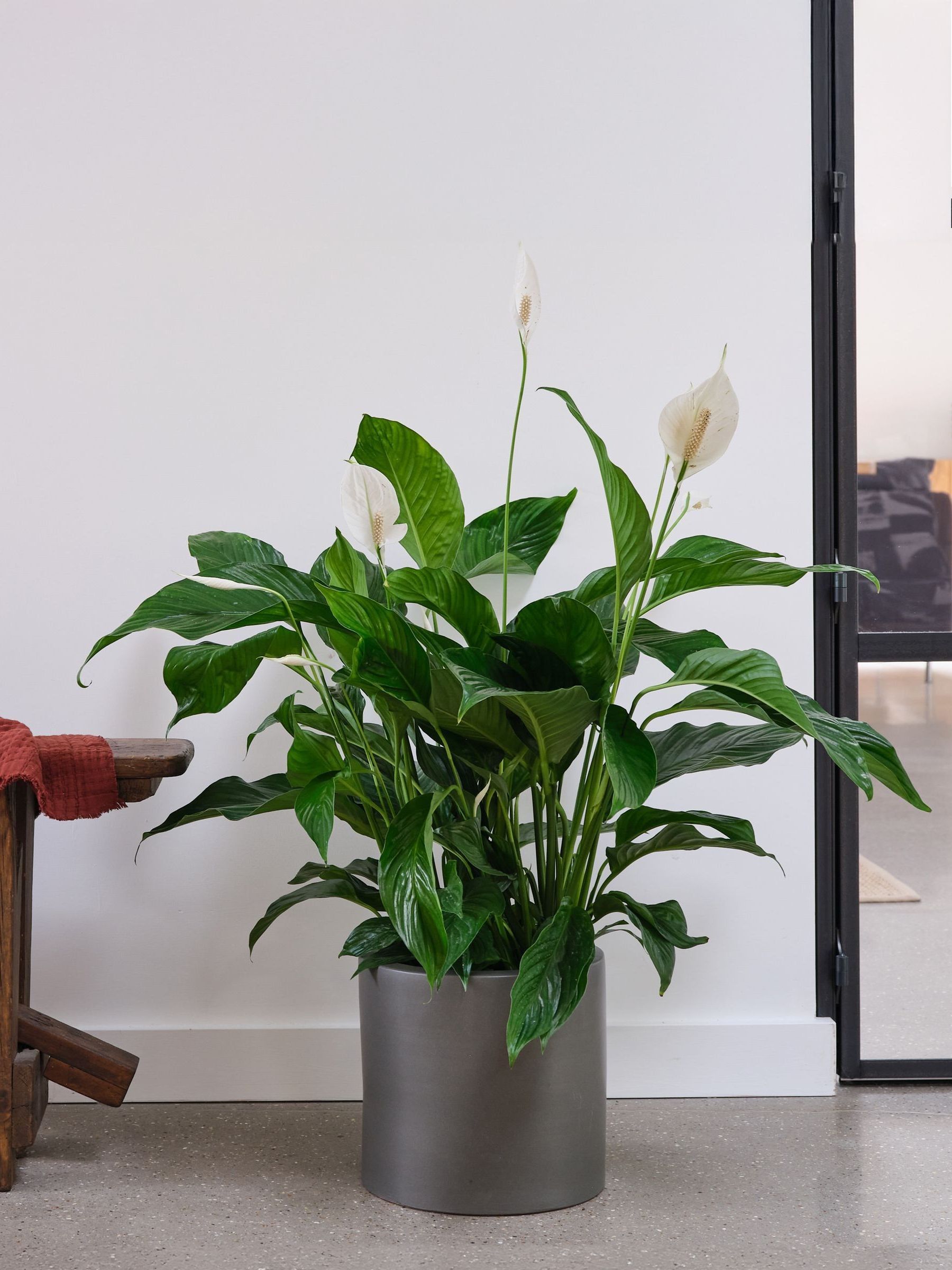 Beards & Daisies Graphite Real Peace Lily Plant in Earthenware Pot