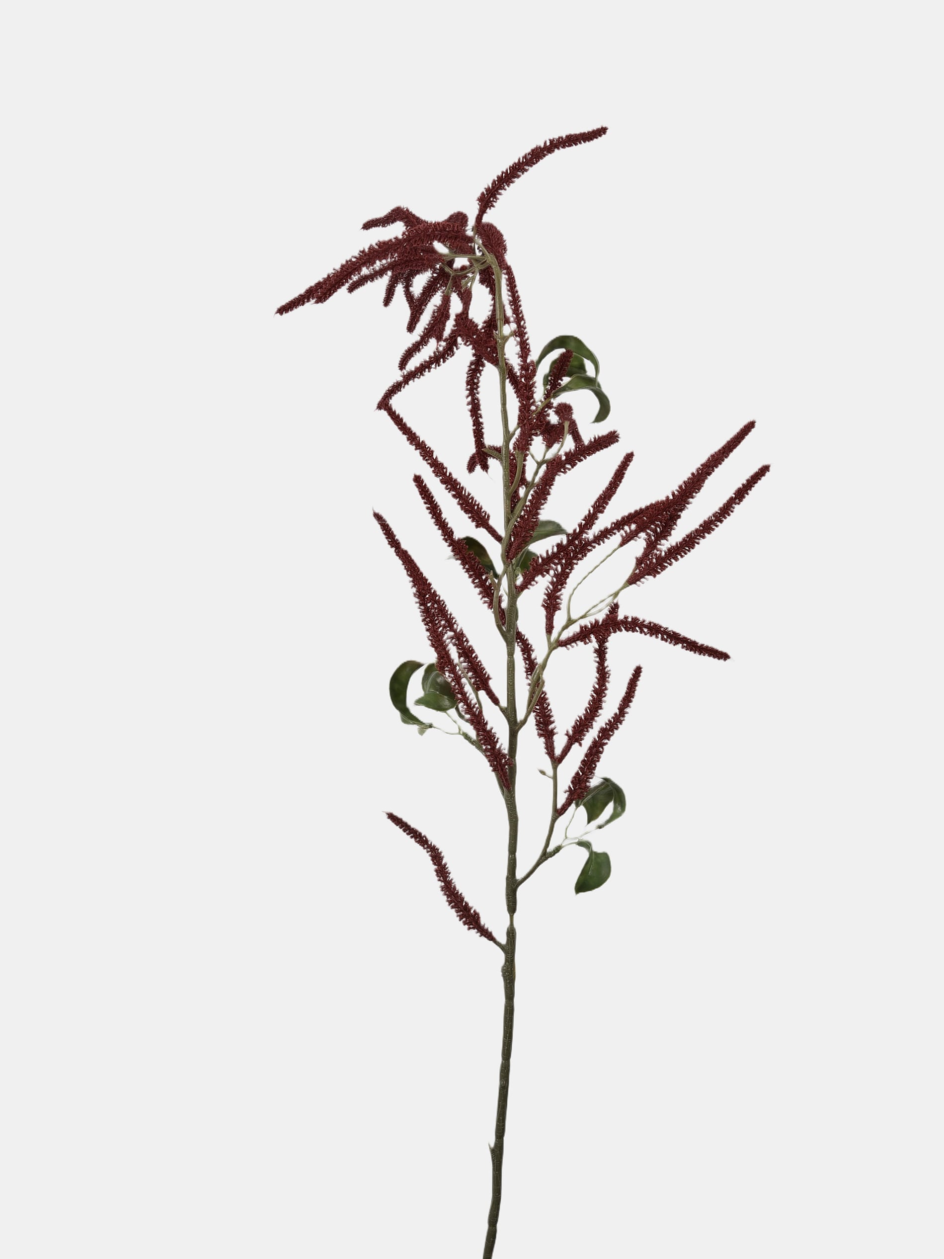 Roślina dekoracyjna - Saururowate