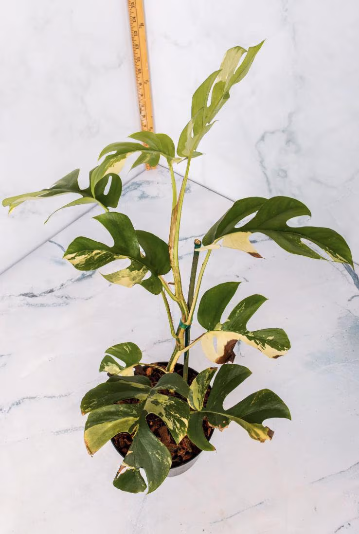 Variegated Rhaphidophora Tetrasperma Rooted Plants and Cuttings Albo Mini Monstera
