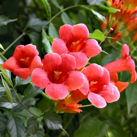 Pflanze, Trompetenblume, rot-orange blühend