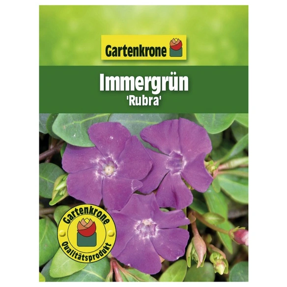 Kleinblättriges immergrün, Vinca minor »Rubra«, Blattfarbe: grün, Blüte: rot