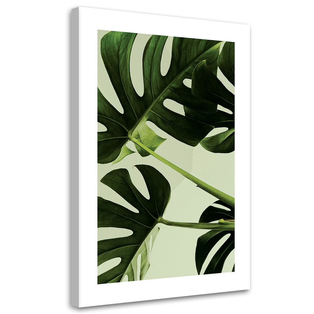 Feeby Obraz na płótnie, Zielone liście monstera 40x60