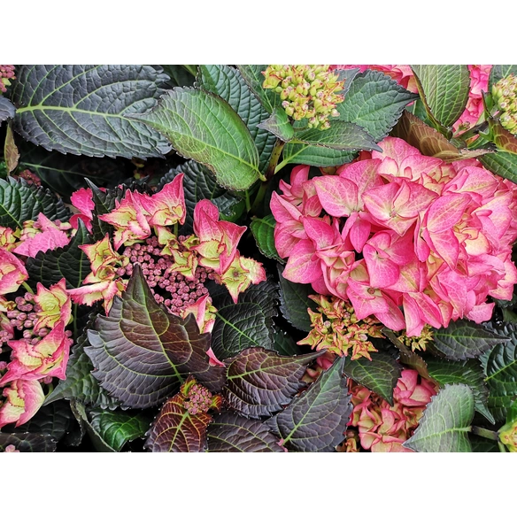 Bauernhortensie Hydrangea »Dark Angel Red«, Topf: 23 cm, Blüten: blauviolett