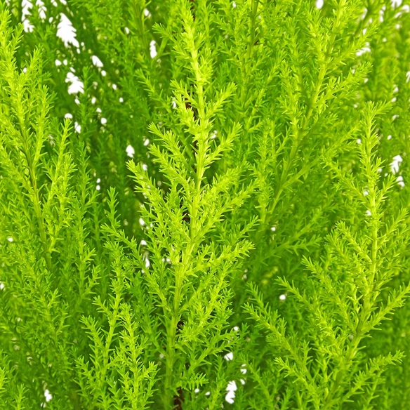 Zimmerzypresse, Cupressus macrocarpa »Goldcrest Wilma«, im Kunststoff-Kulturtopf
