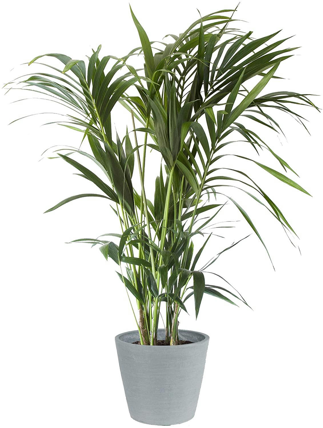 - Plante d'intérieur - Palmier Kentia en pot bleu gris (120cm)