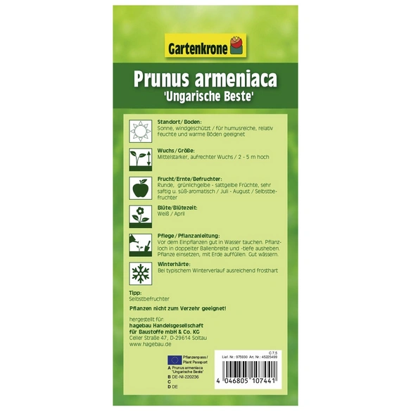 Aprikose, Prunus armeniaca »Ungarische Beste«, Früchte: süß