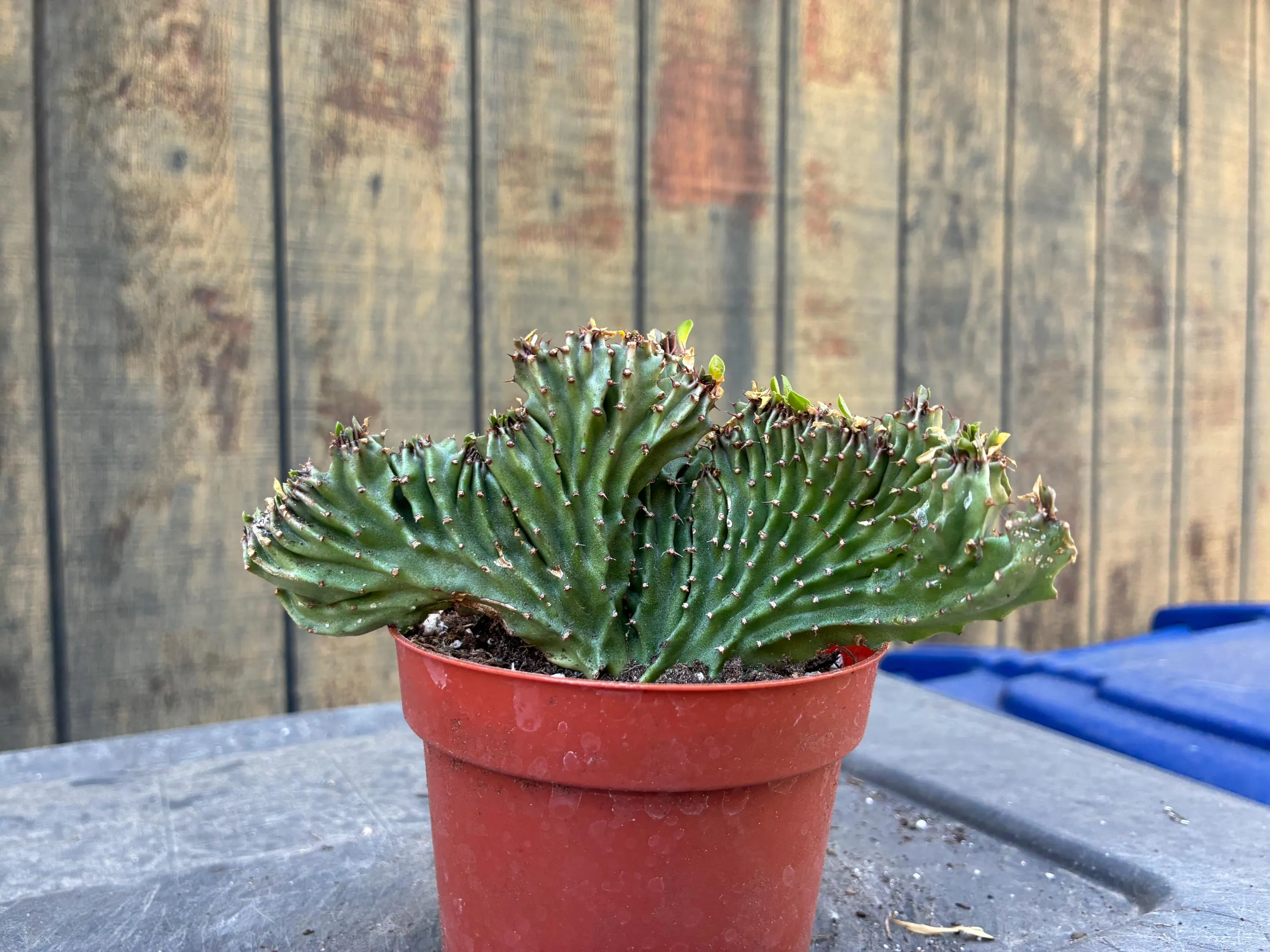 Exact Ammak Cristata Euphorbia Plant, (Crested African Candelabra), Fully Rooted, 1, Each Listing Different