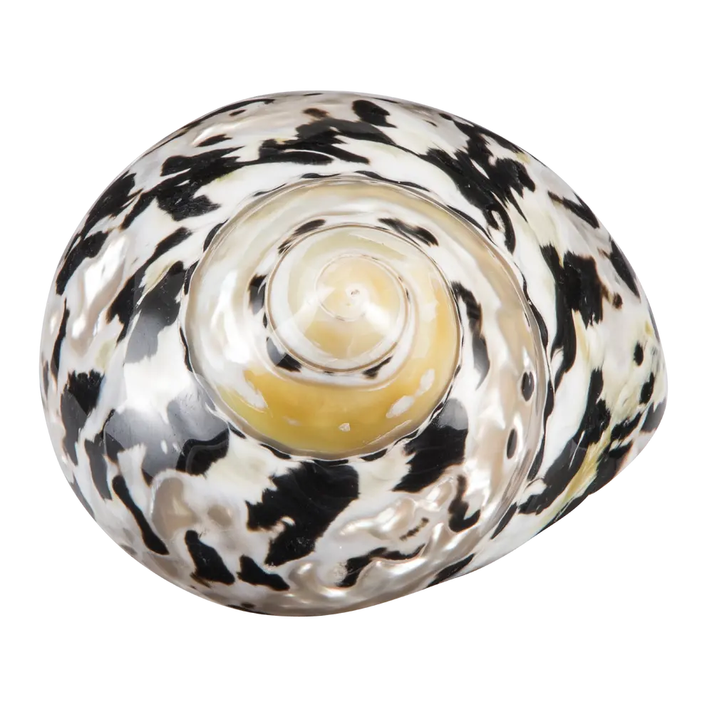 Muschel Muschel