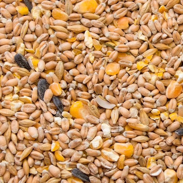Alleinfuttermittel, Hennenkorn, Geeignet für: Hühner