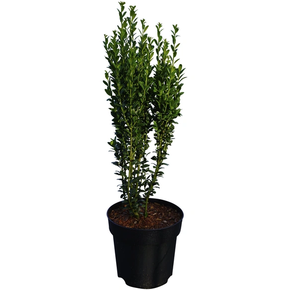 Ilex, mehrjaehrig, gruen