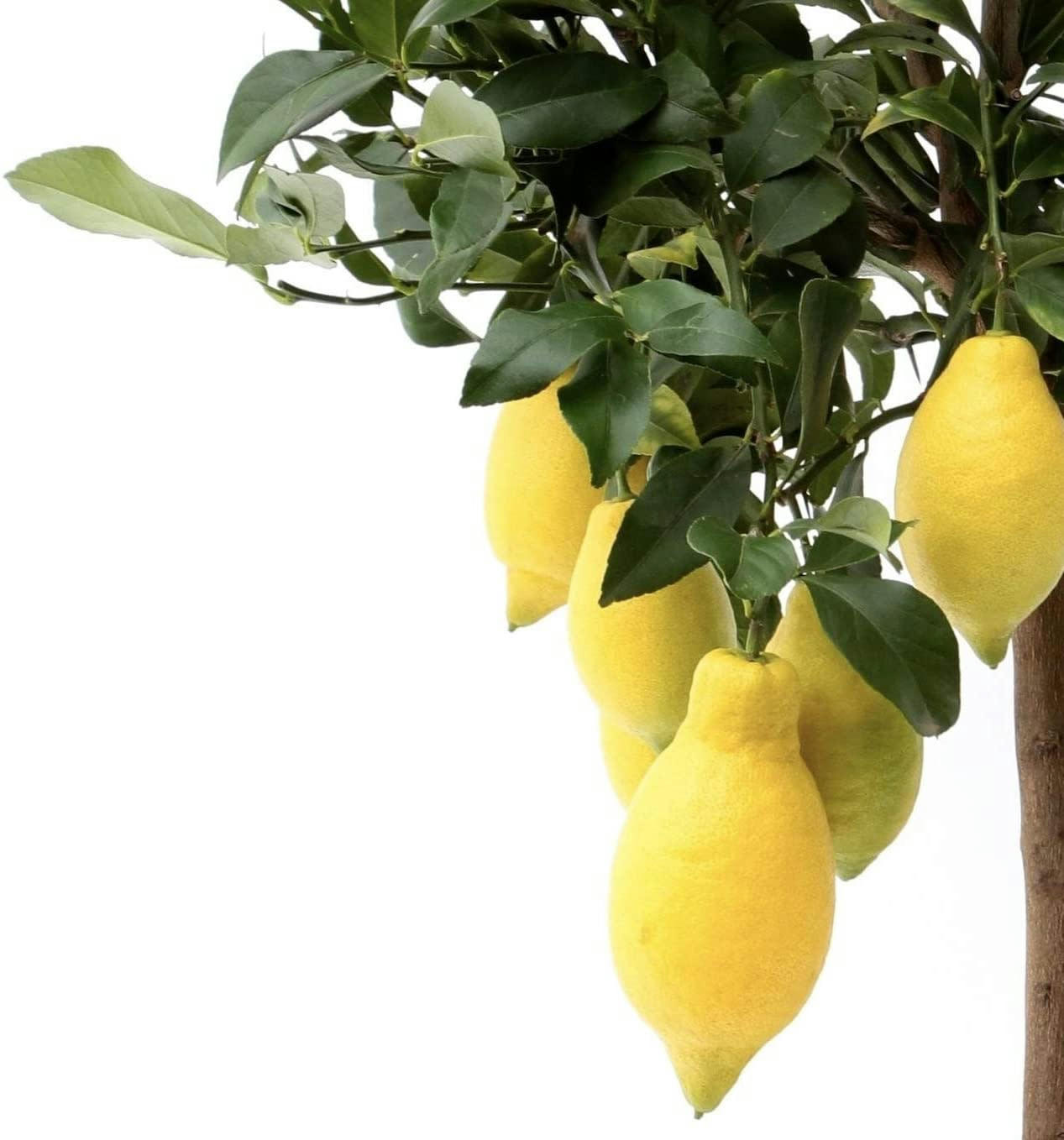 - Plante d'intérieur et d'extérieur - Citronnier de 65cm