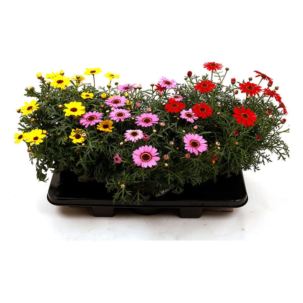 MARGERITTER Ø19CM