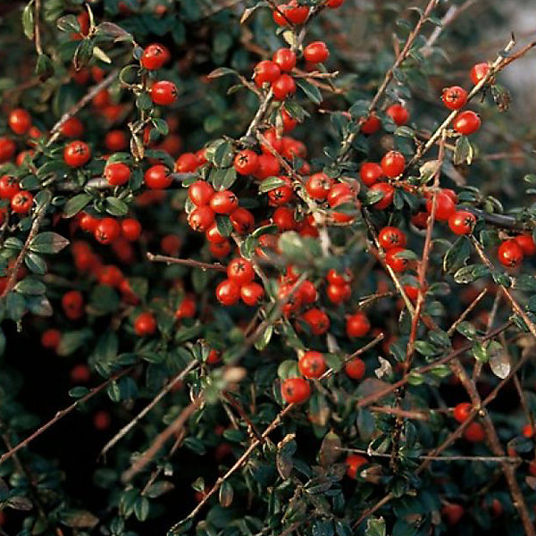 2 x Cotonéaster 'Coral Beauty' - Cotoneaster suecicus 'Coral Beauty'- 40-60 cm pot