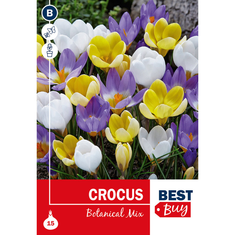 Bulbes de crocus Botanical 25 pièces