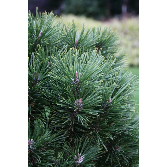 Nadelgehölz »Gnom«, max. Wuchshöhe: 1,5 cm