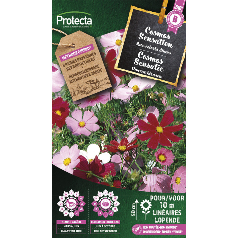 Semences de cosmos Sensation PROTECTA
