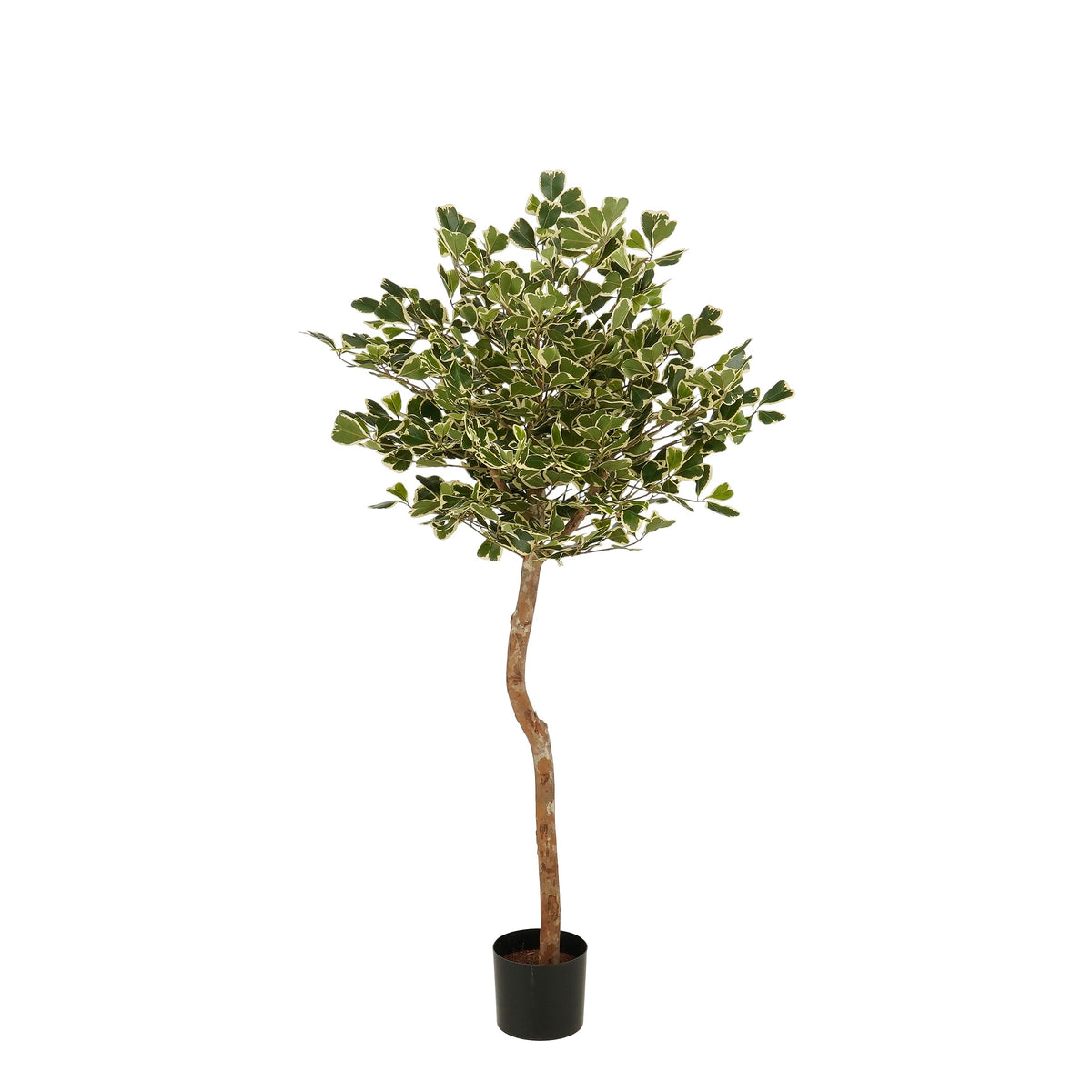 Mica Decorations Ficus Triangularis – Kunstplant in Pot – Realistische Nepplant Woondecoratie – Kunstplanten voor Binnen en Buiten – H150 x Ø90 cm