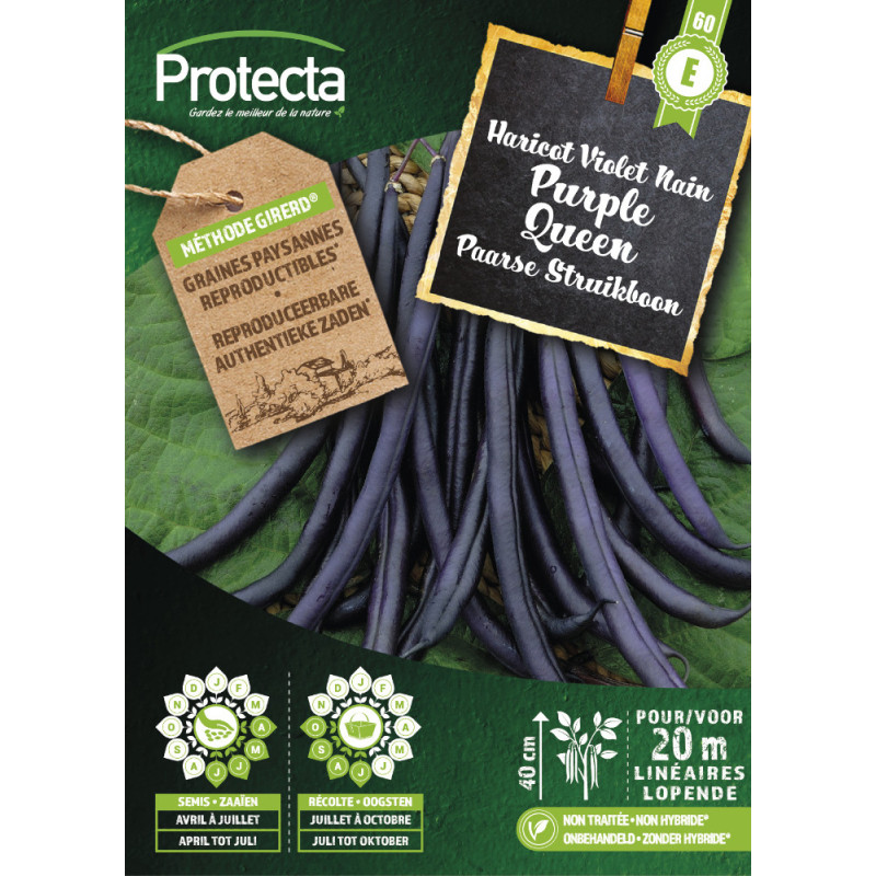 Semences d'haricot Violet Nain Purple Queen PROTECTA