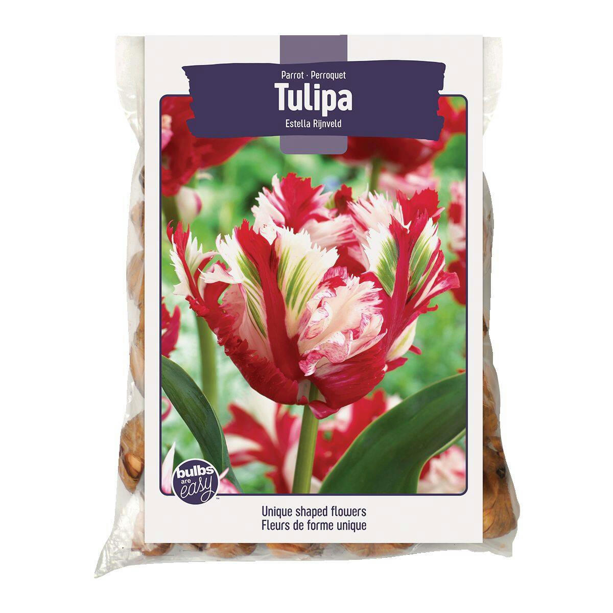 Bulbs Are Easy, Small Parrot Tulip Bulbs, Assorted Varieties, Home Garden