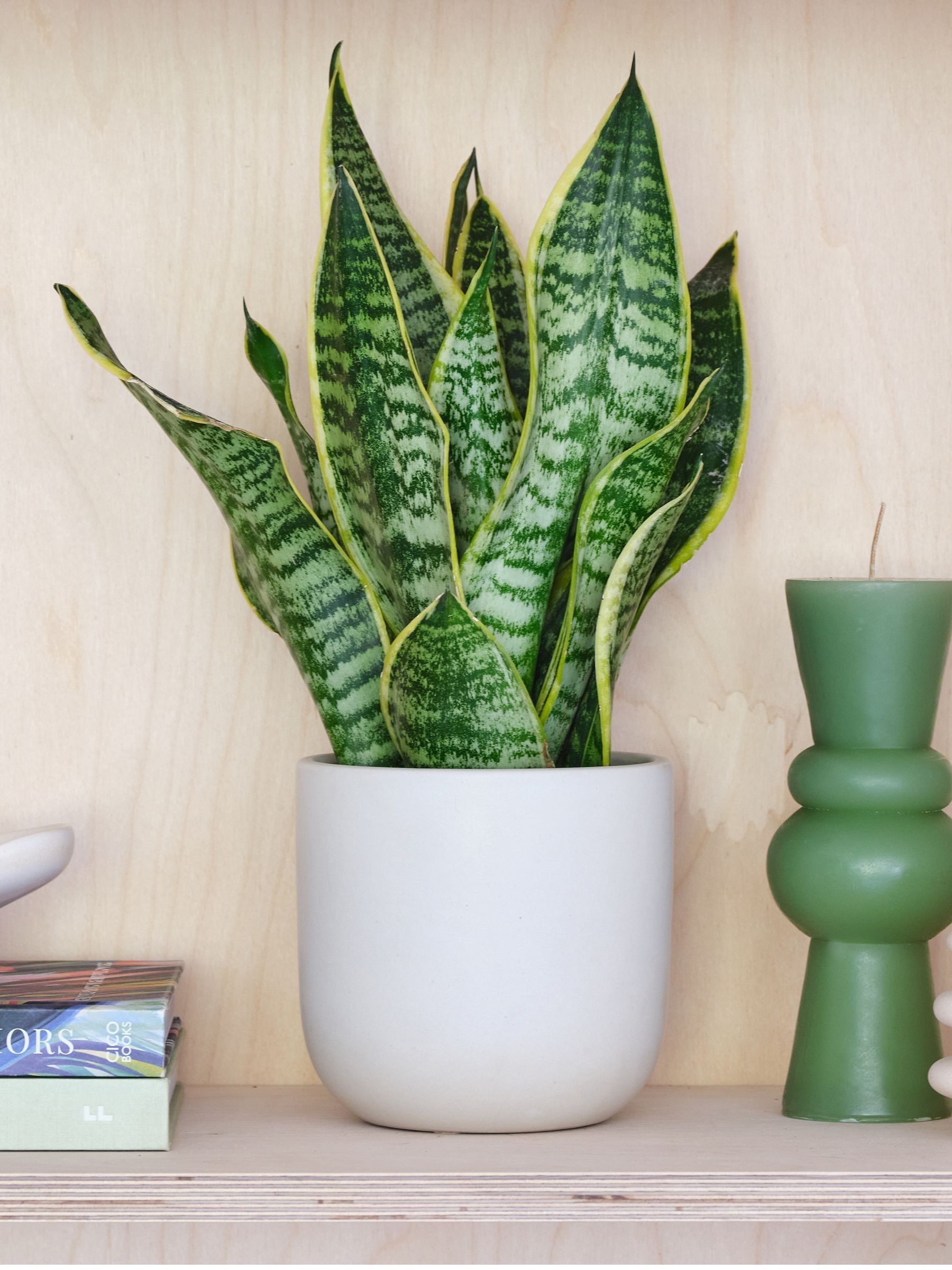 Beards & Daisies Oyster Real Snake Plant in Earthenware Pot Set