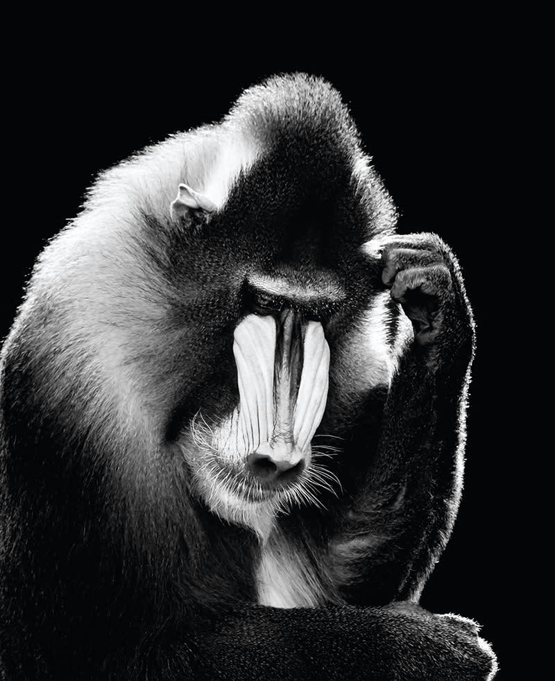 - Tableau sur toile mandrill 40x50