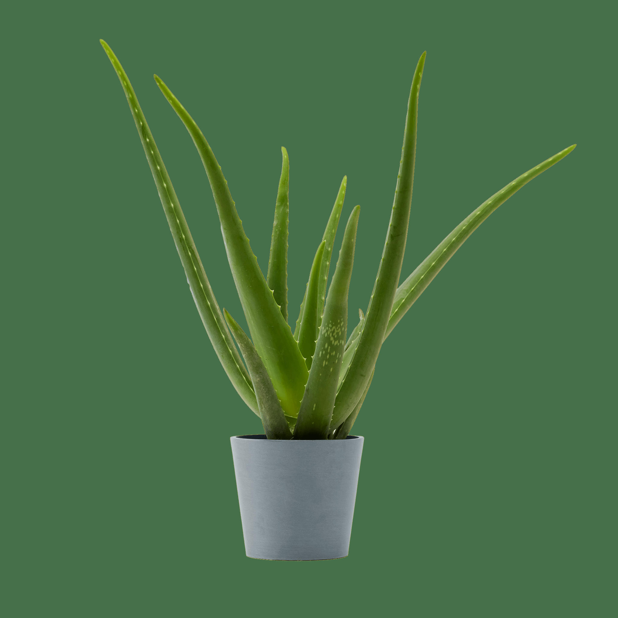 - Plante d'intérieur - Aloe Vera de 25 cm en pot bleu gris