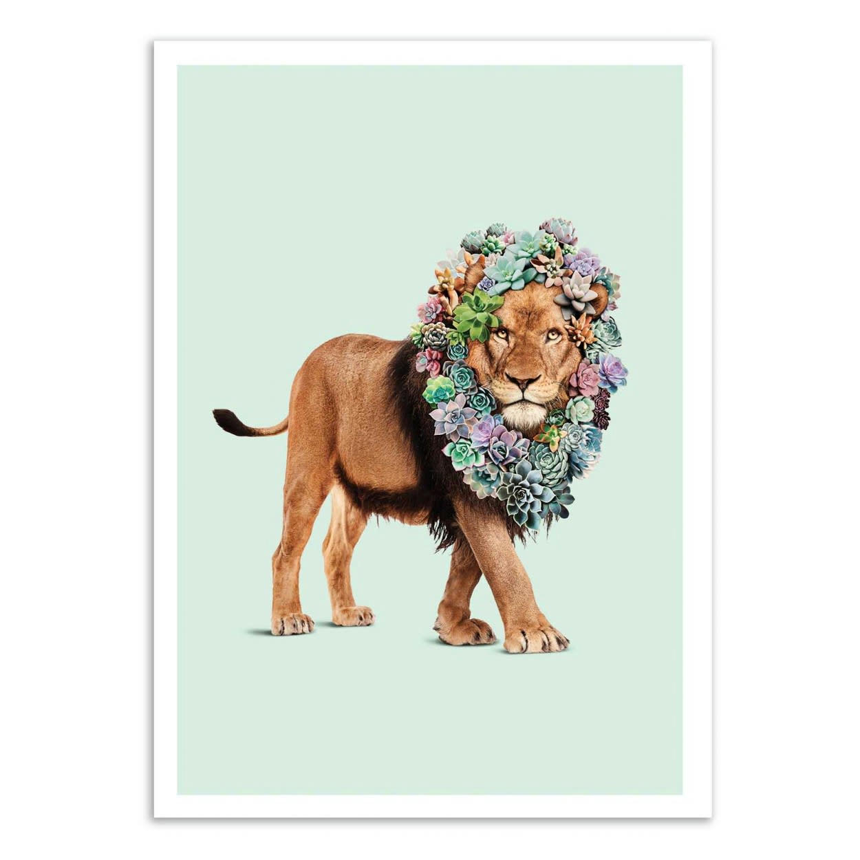 JONAS LOOSE - SUCCULENT LION - Affiche d
