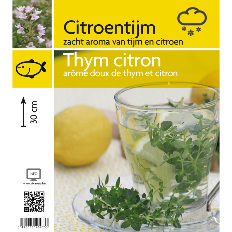 Thym citron en pot