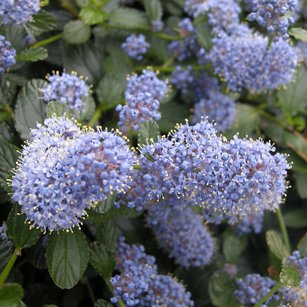 Lilas de Californie tapissant - Ceanothus thyrsiflorus repens- 40-50 cm pot