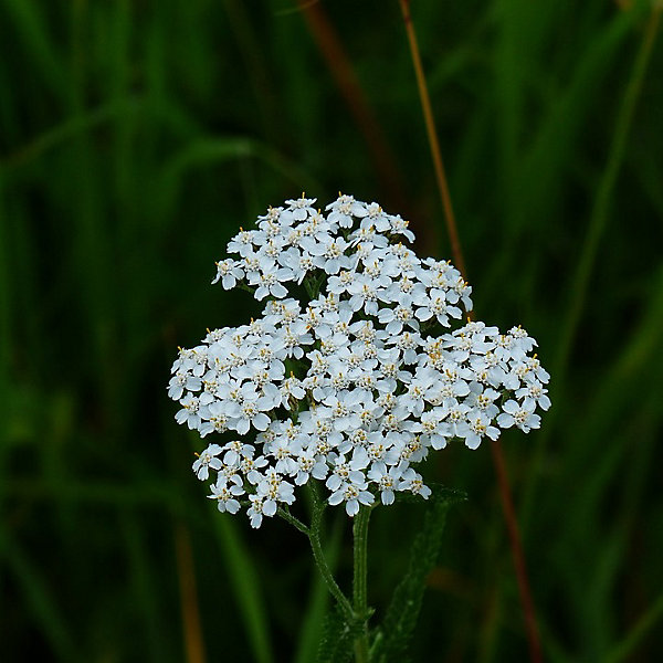 6 x Achillée millefeuille 'White Beauty' - Achillea millefolium 'White Beauty'- godet 9cm x 9cm