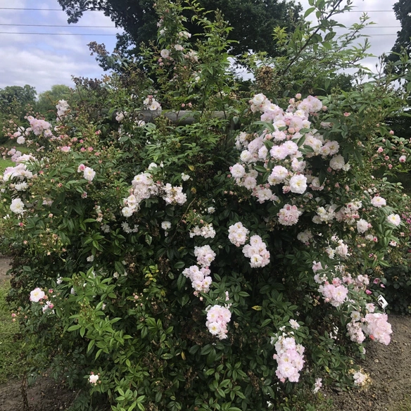 Kletterrose, Rosa »‘Sweet‘ Siluetta®«, Blütenfarbe: weiß/rosa
