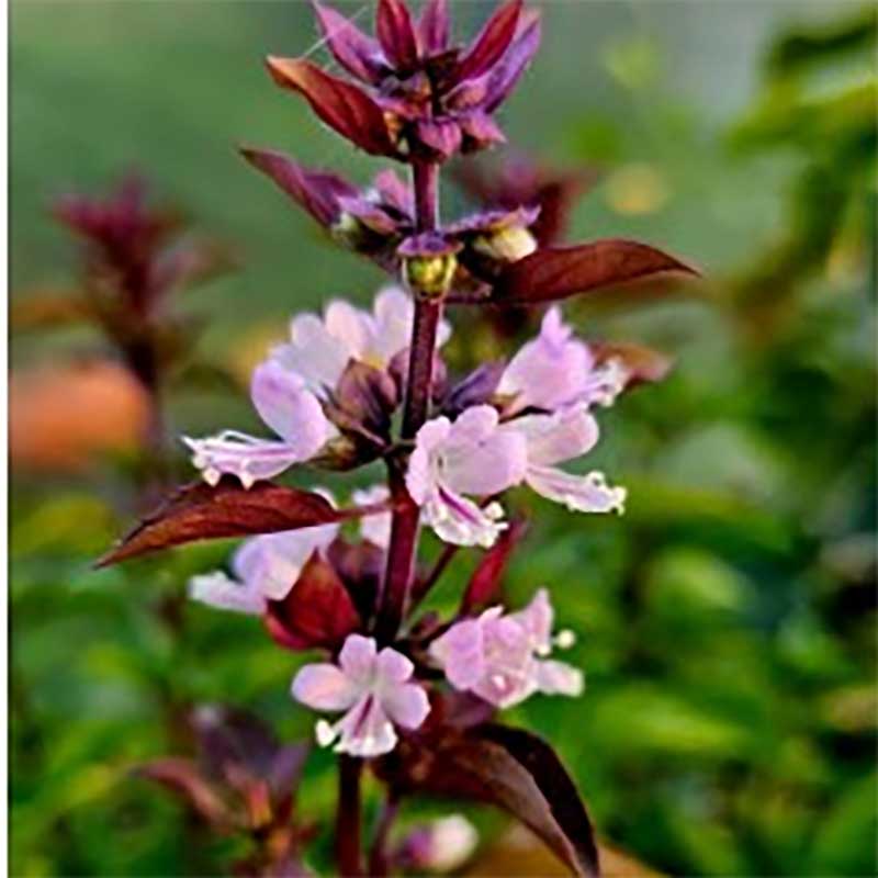 Basilika 'Everleaf thai towers'
