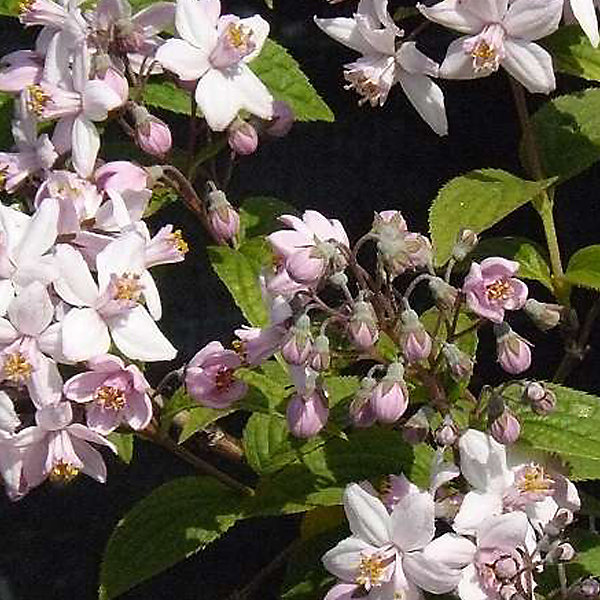2 x Deutzie hybride 'Mont Rose' - Deutzia hybrida 'Mont Rose'- 60-80 cm pot